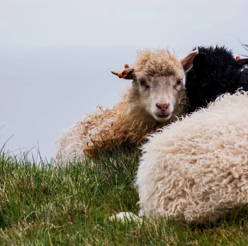 Spin wool straight off the sheep into thread